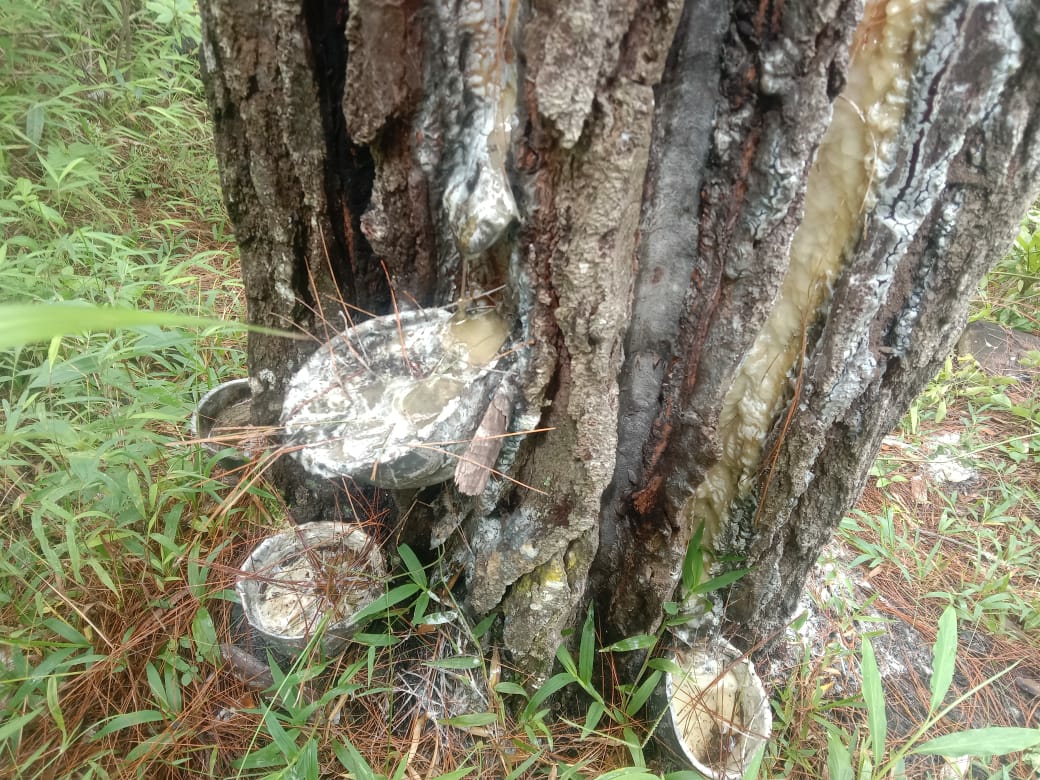 Siapa  Penderes Pinus di Gayo …? – LINTAS GAYO